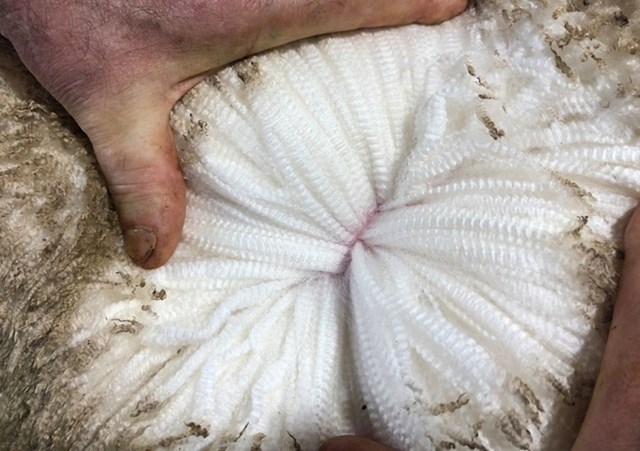 Vuna australske Merino ovce