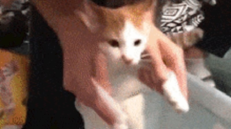 Mačka je napravila totalni nered, vlasnik joj je odlučio vratiti na presmiješan način