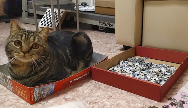 Svaki put kada vlasnica ove mačke otvori puzzle, ona sjedne u kutiju