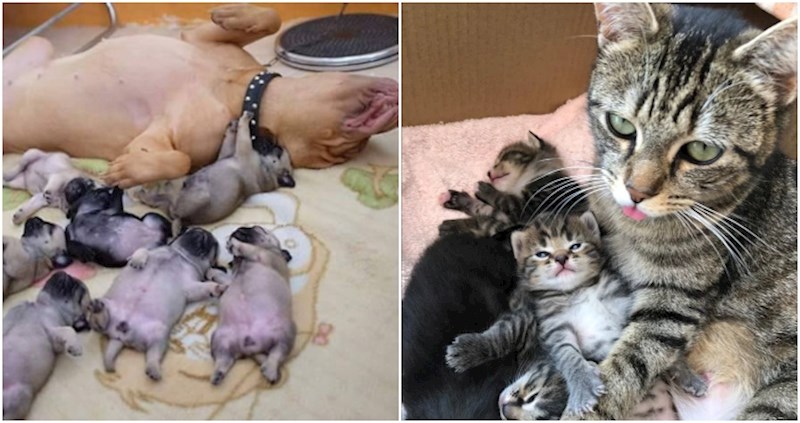 20 fotki životinja koje će vas potpuno oraspoložiti