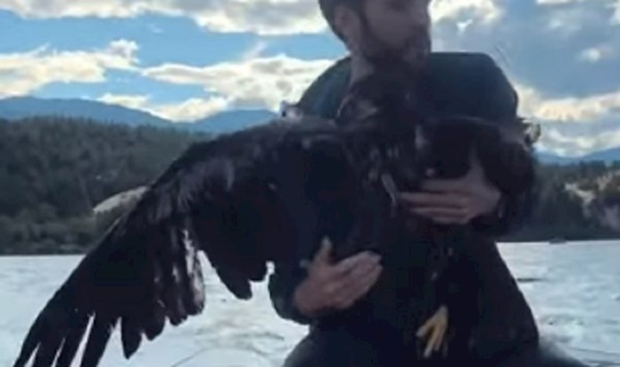 VIDEO Čovjek je izvukao ogromnog orla iz jezera i spasio ga od utapanja