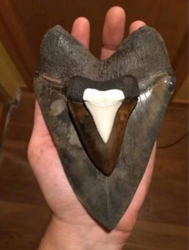 Zub velike bijele psine vs. zub drevne velike bijele psine vs zub megalodona, divovske bijele psine