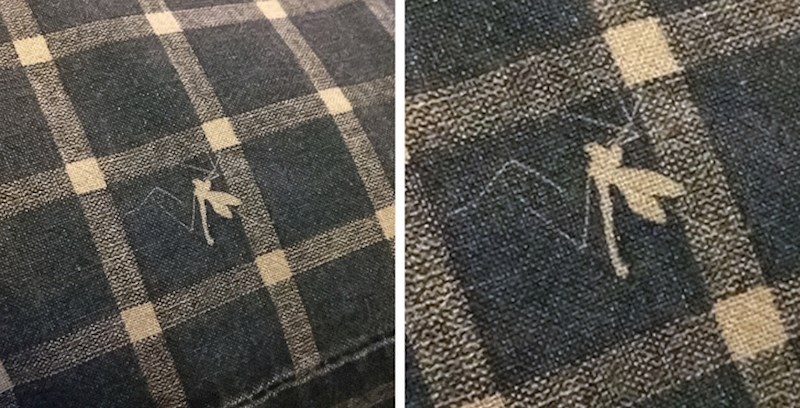 Komarac koji se našao na krivom mjestu dok se ova jastučnica bojala