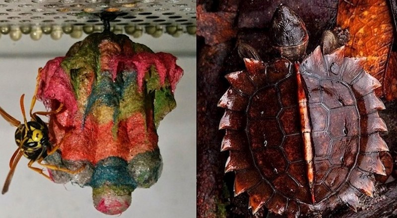 Životinje koje nas svojim neobičnim izgledom podsjećaju na svu moć prirode