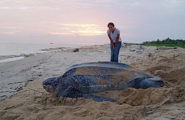 Ugrožena morska kornjača sedmopruga usminjača najveća je morska kornjača na planeti