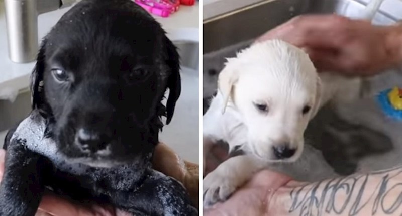 VIDEO Prvi kupanac ovih beba labradora uljepšat će vam dan