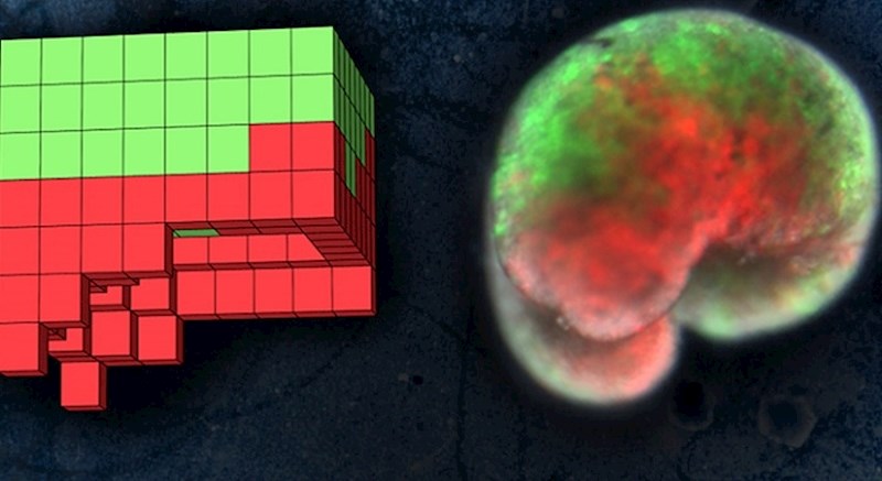 Znanstvenici Sveučilišta u Vermontu stvorili su prvog "živog" robota