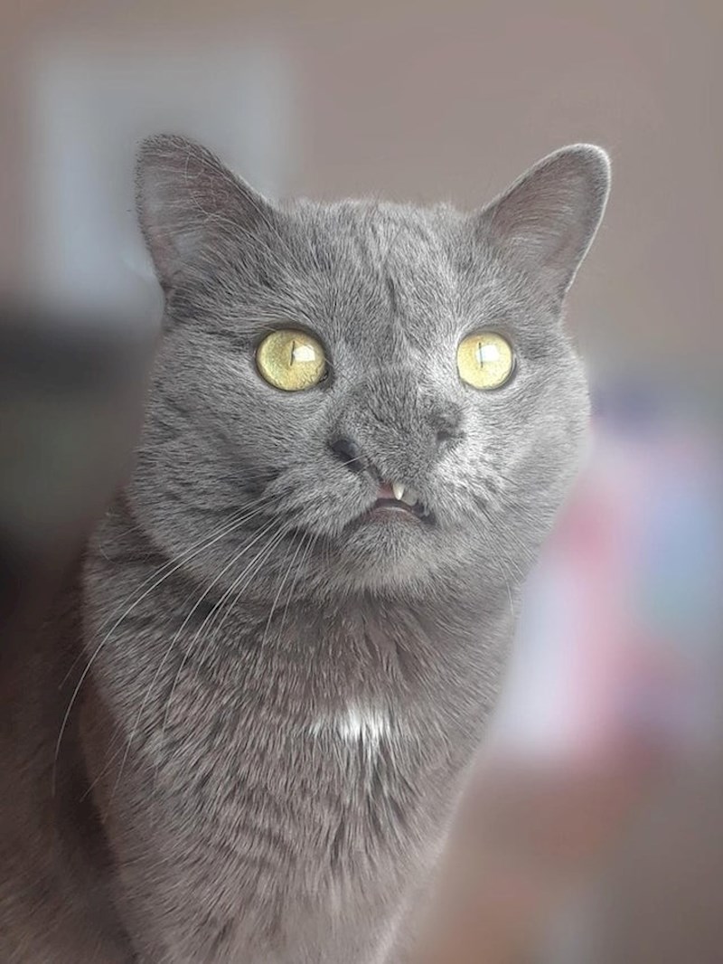 "Ovo je Sloth. Rođen je s rascjepom na usni i deformiranim nosom. Sada ima dvije godine i sretniji je i zdraviji nego ikad"