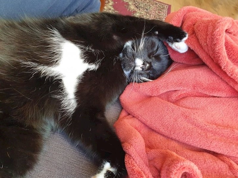 Mačka s pticom na prsima :D