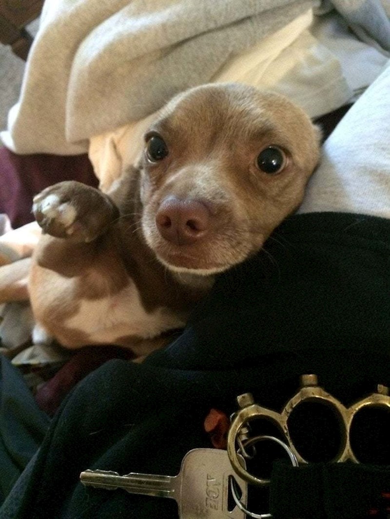 Pit Bull + Chihuahua