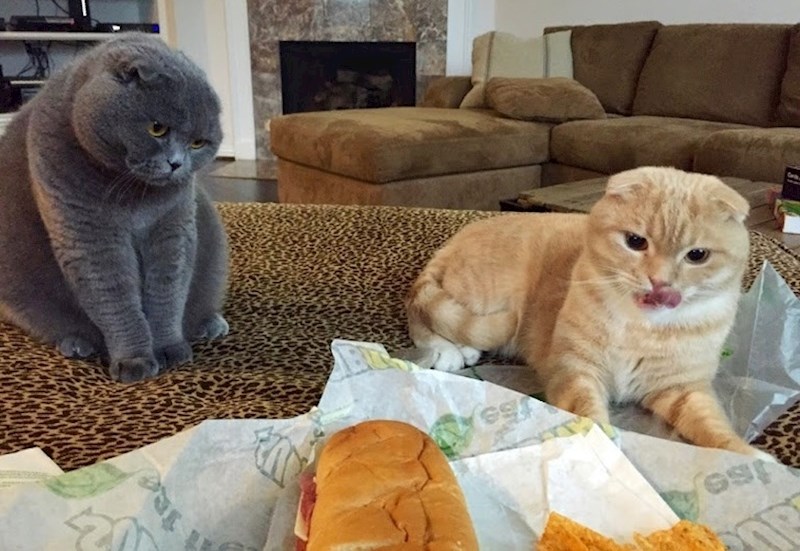 "Zbilja ne bi smjele..."