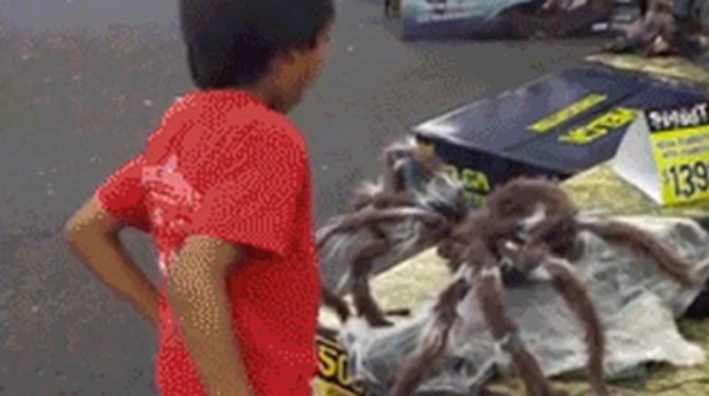Ovaj malac nije imao pojma što će mu se dogoditi kada se približi pauku