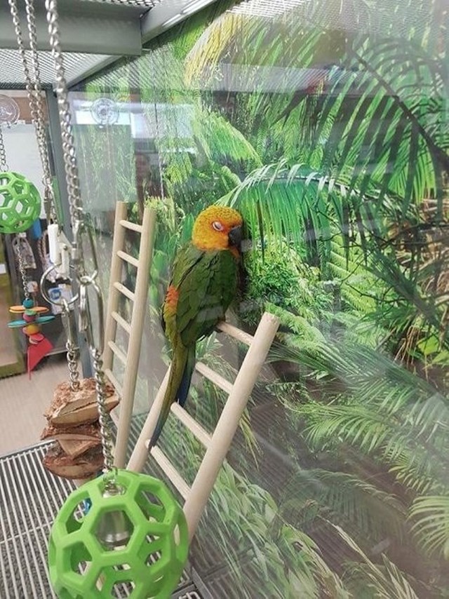 Amazonska papiga u lažnom prirodnom staništu