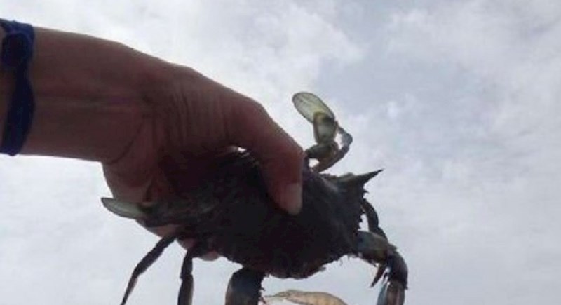 Ovaj lik nije mogao vjerovati što je to uhvatio u moru, morao je ovo slikati