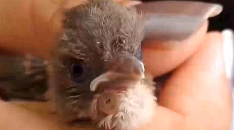 VIDEO  Primijetili su nešto čudno na ptičici, kada su malo bolje pogledali zgrozili su se što gmiže u njoj