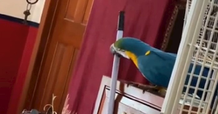 Lik je snimio svoju papigu koja je jezivo pametna, pogledajte kako otvara ladicu u kojoj je kikiriki