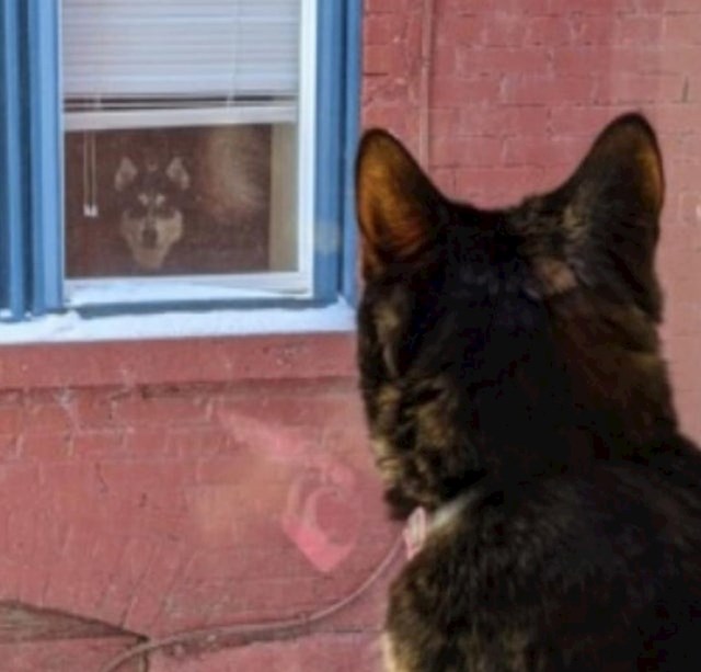 "Moja mačka i susjedov pas svaki dan se ovako gledaju..."