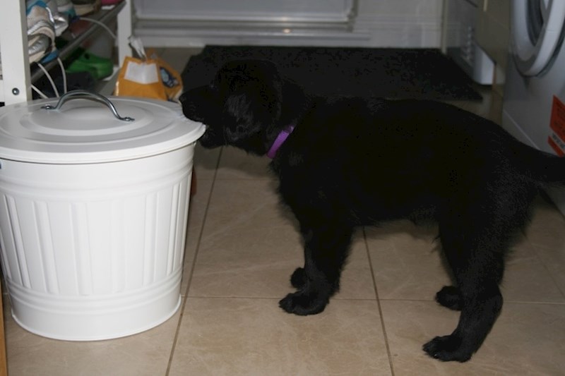 "Otkrio je gdje čuvamo njegovu hranu"