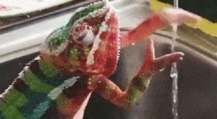 Ovaj kameleon podsjetit će vas na važnost pranja ruku, pogledajte kako on to radi