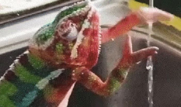 Ovaj kameleon podsjetit će vas na važnost pranja ruku, pogledajte kako on to radi