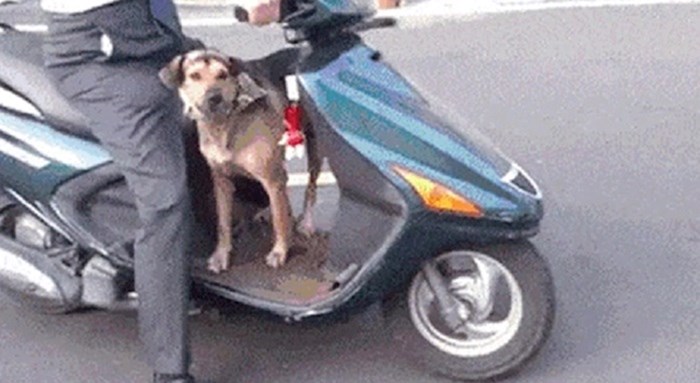 Ovaj pas glavna je faca, pogledajte kako reagira kada se ide voziti skuterom
