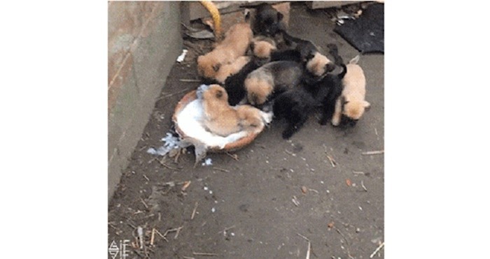 Morate vidjeti ove psiće kada su shvatili da je pred njima puna zdjela mlijeka