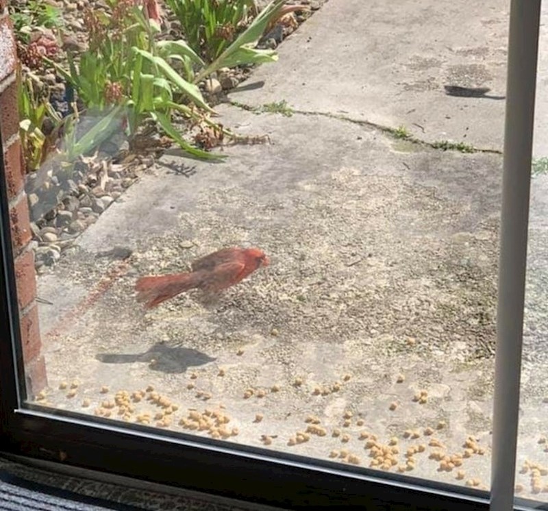 Riba na suhom ili ptica?