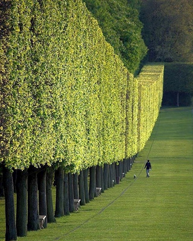 Zid od drveća u Parizu