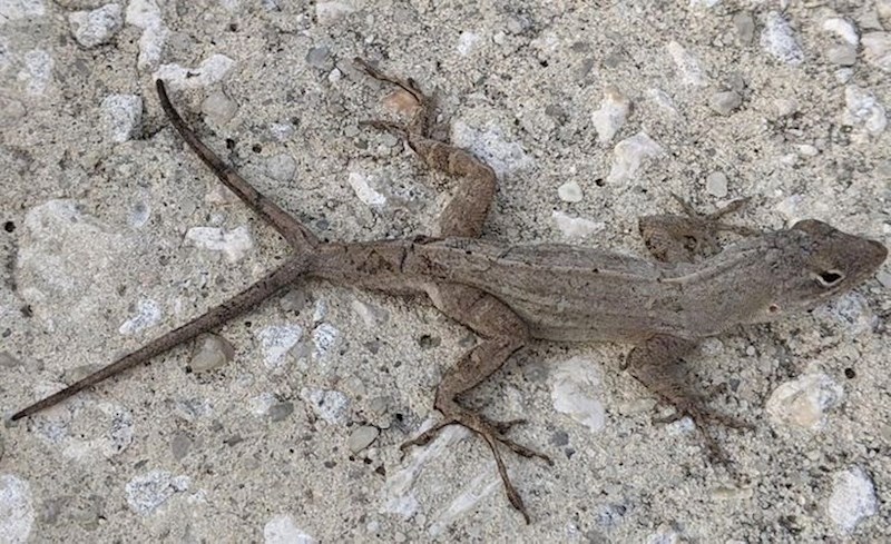 I gušteri mogu imati duple udove