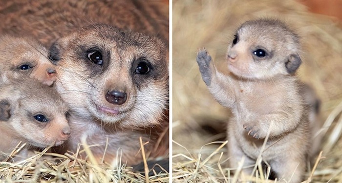 Preslatki merkati rođeni u zoološkom u Miamiju prvi put u povijesti