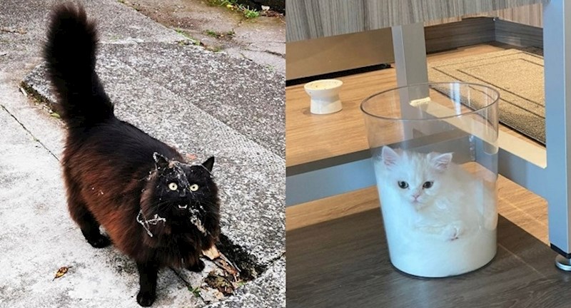 Ljudi koji su zaboravili što je dosada kada su udomili mačku