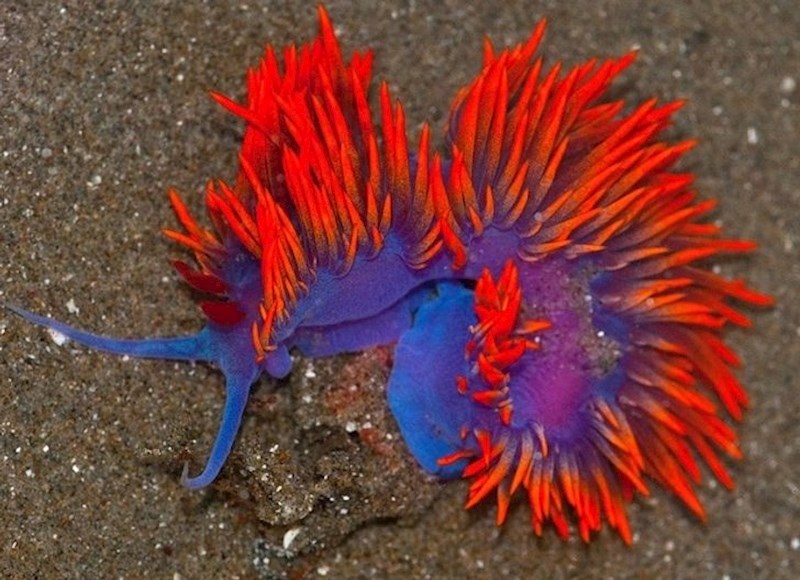 Španjolski šal, vrsta morskog puža