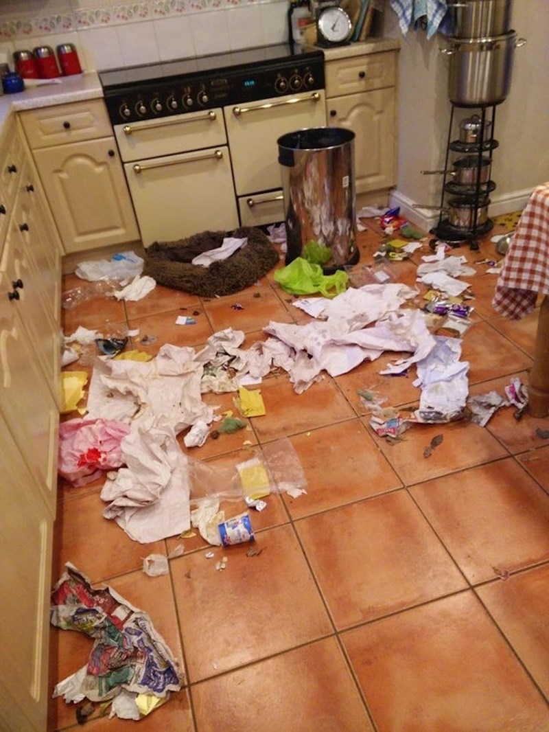 "Dok me nije bilo, pas je otvorio poklopac koša za smeće..."