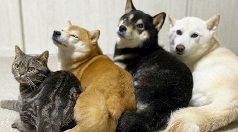 Ova ekipica sastoji se od tri psa i jedne mačke koja misli da je pas