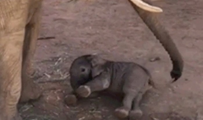 Beba slonić pokušava hodati, izgleda kao da je popio čašicu viška