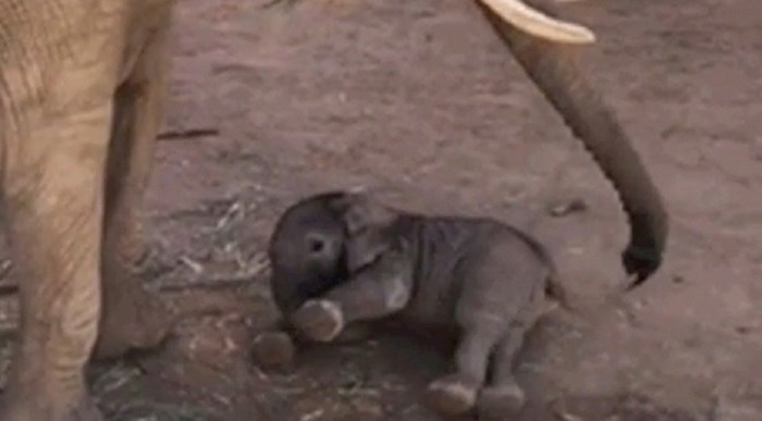 Beba slonić pokušava hodati, izgleda kao da je popio čašicu viška