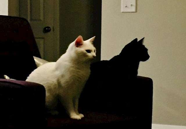 Crna mačka izgleda kao sjena bijele