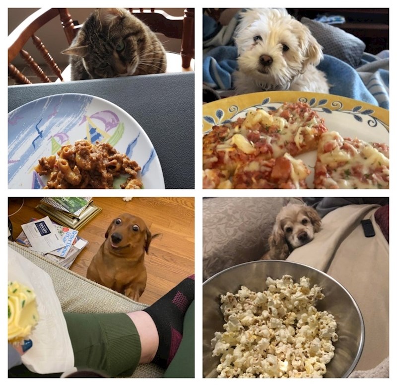 Uz ljubimce nikad ne možemo jesti u miru :)