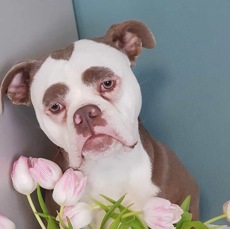 Pas koji uvijek izgleda tužno...