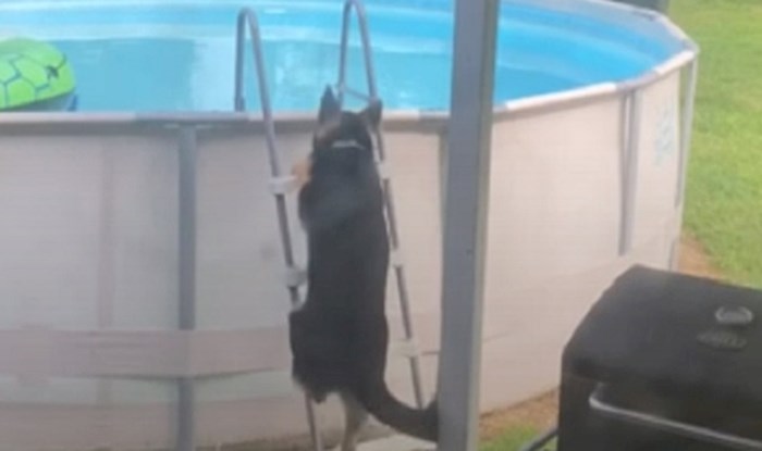 Vlasnica je skoro pukla od smijeha kada je shvatila da je njen pas naučio popeti se u bazen
