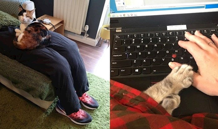 Ljudi dijele fotke svojih situacija s ljubimcima dok istovremeno pokušavaju raditi od doma