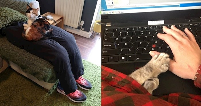 Ljudi dijele fotke svojih situacija s ljubimcima dok istovremeno pokušavaju raditi od doma
