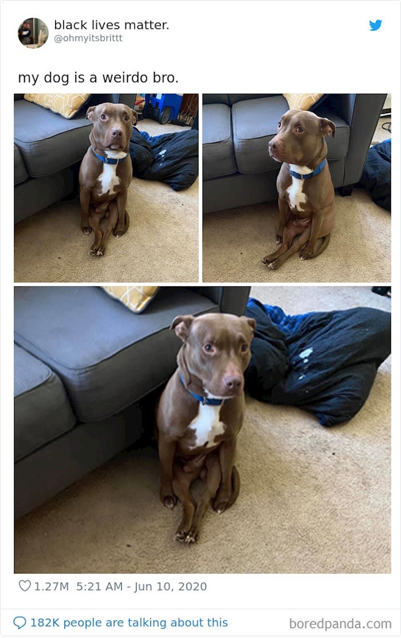 Ovaj čovjek je na Twitteru objavio svog psa i napisao: "Moj pas je čudak"