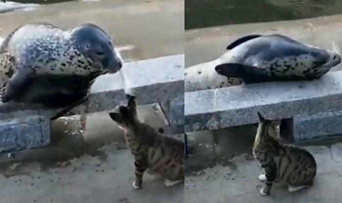 Ljudi su snimili presmiješnu reakciju morskog lava kada ga je udarila mačka