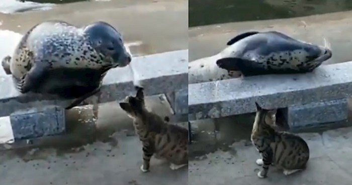 Ljudi su snimili presmiješnu reakciju morskog lava kada ga je udarila mačka