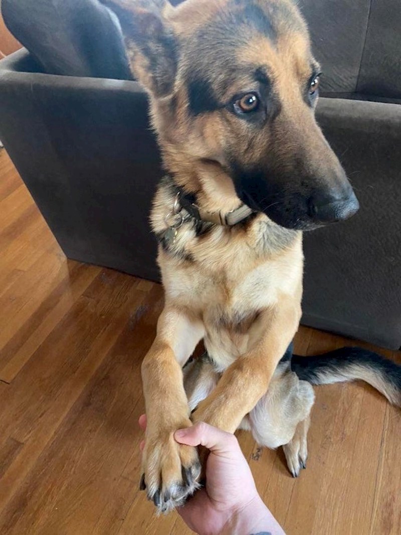 "Moramo joj držati šape jer je uznemirena kada čuje vozilo za odvoz otpada"