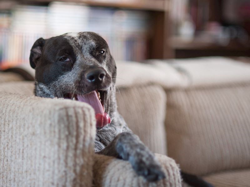 4. Psi - 35 000 smrtnih slučajeva godišnje