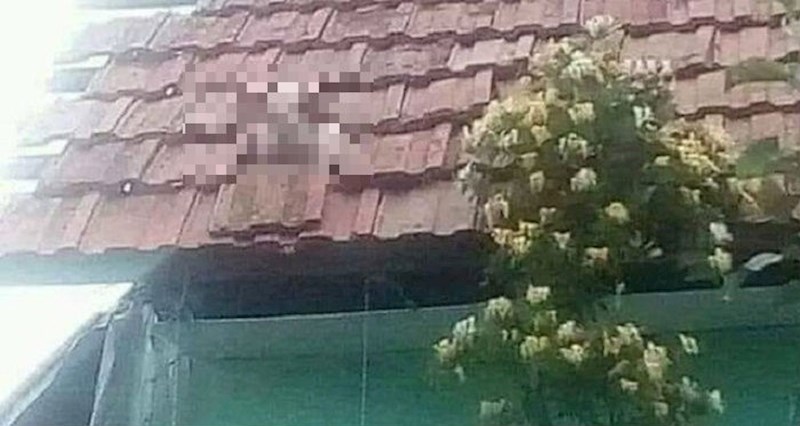 Ljudi su ostali u čudu kada su vidjeli tko ih to gleda s krova kuće