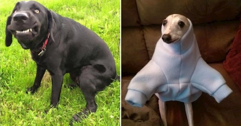 Vlasnici ovih kućnih ljubimaca objavili su njihove smiješne i blesave fotke