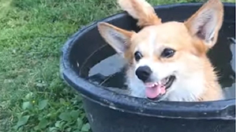 VIDEO Ovaj korgi ne podnosi kada ga netko ometa u kupanju